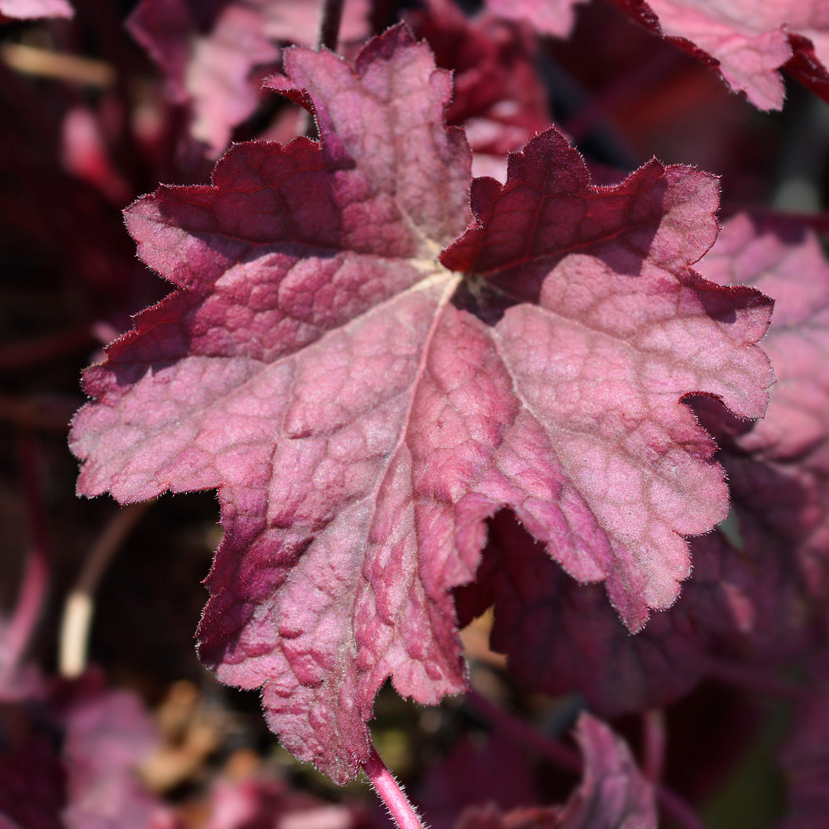 Purperklokje 'Berry Smoothie' - Heuchera berry smoothie - Willemse