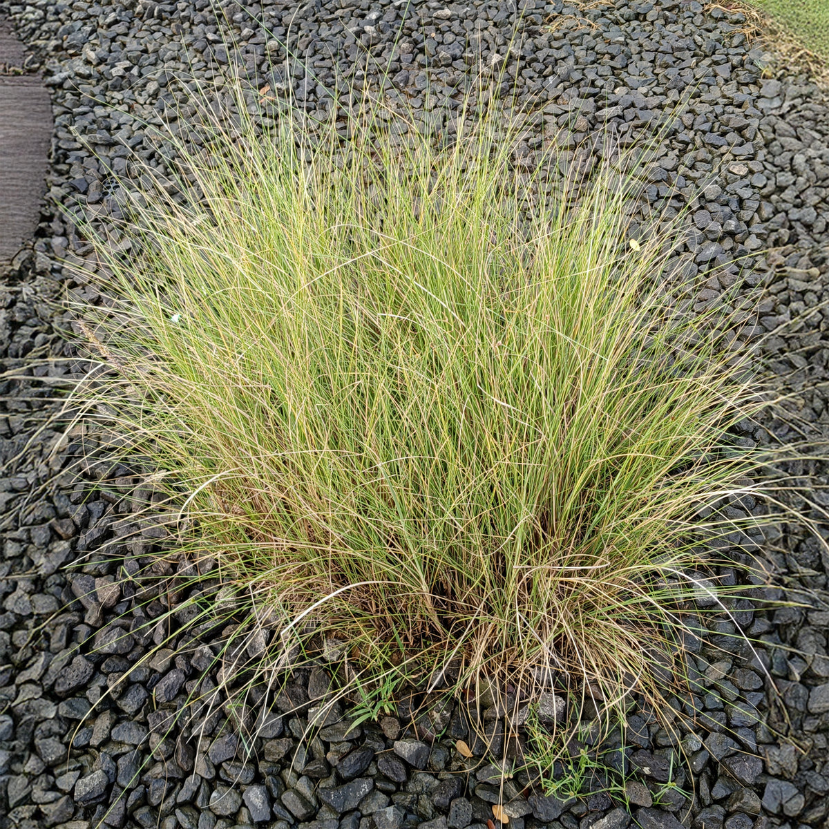 Liefdesgras - Willemse