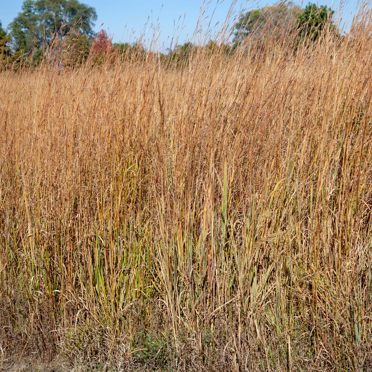 Klein prairiegras Wildwest - Schizachyrium scoparium Wildwest - Willemse