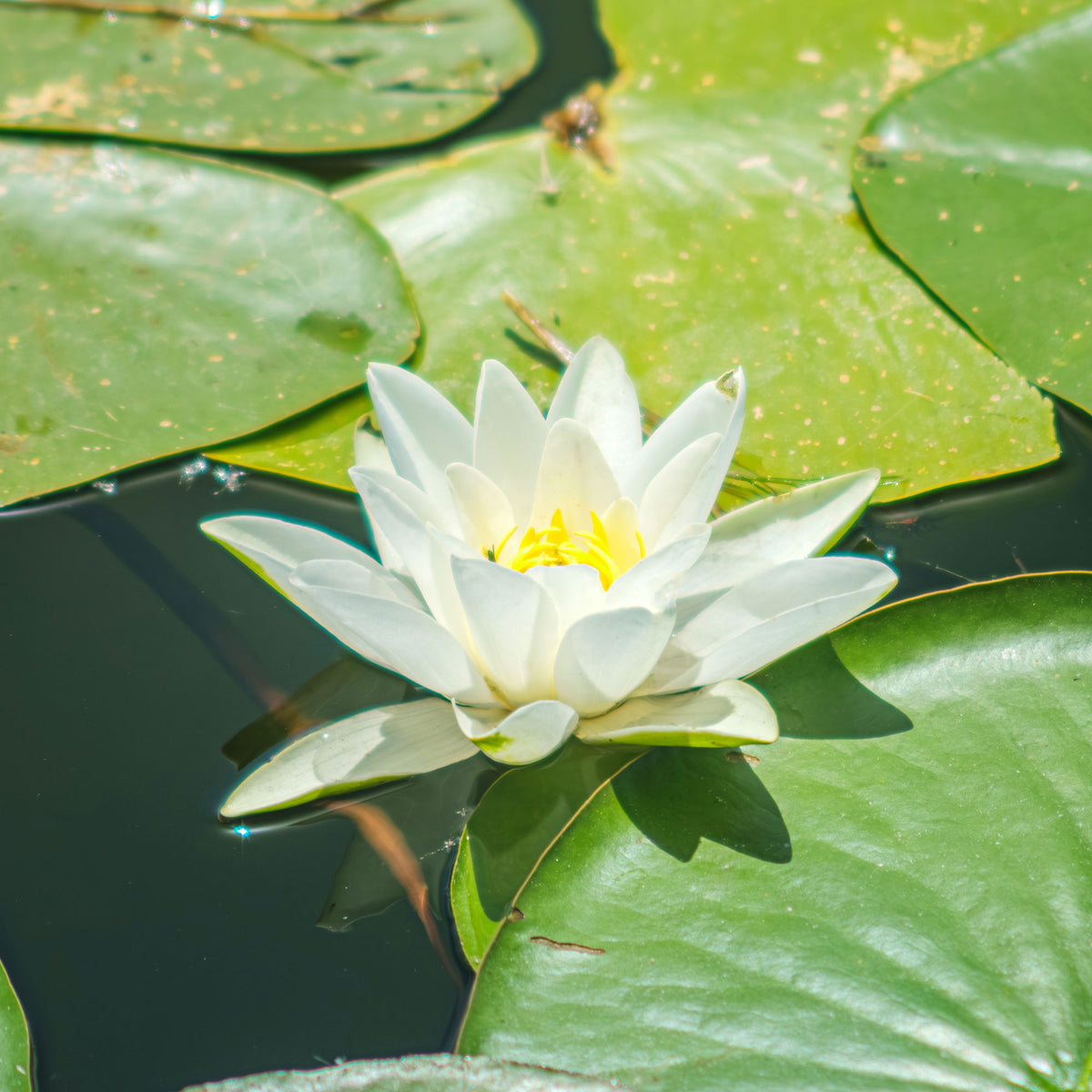 Waterlelie 'Gladstoniana' - Nymphaea gladstoniana - Willemse