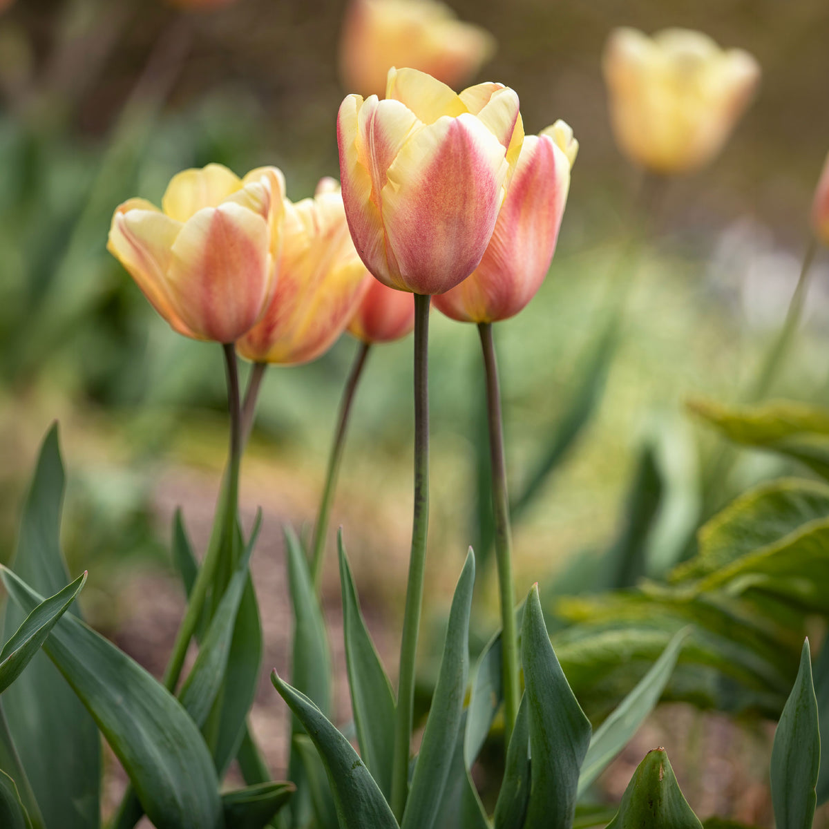 Tulpen Triomphe Apricot Foxx - Tulipa 'apricot foxx' - Willemse