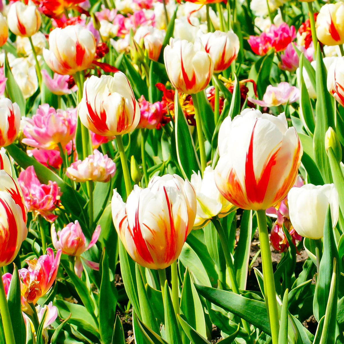Tulpen Triomphe Carnaval de Rio - Tulipa 'carnaval de rio' - Willemse