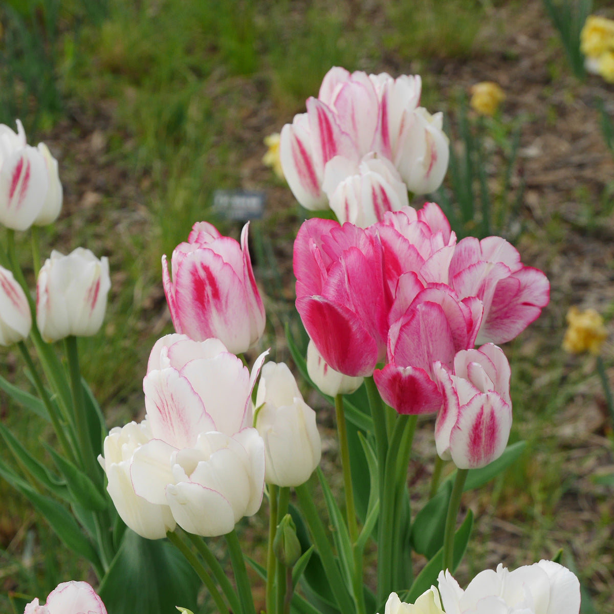 Tulpen Pluriflores Candy Club - Willemse