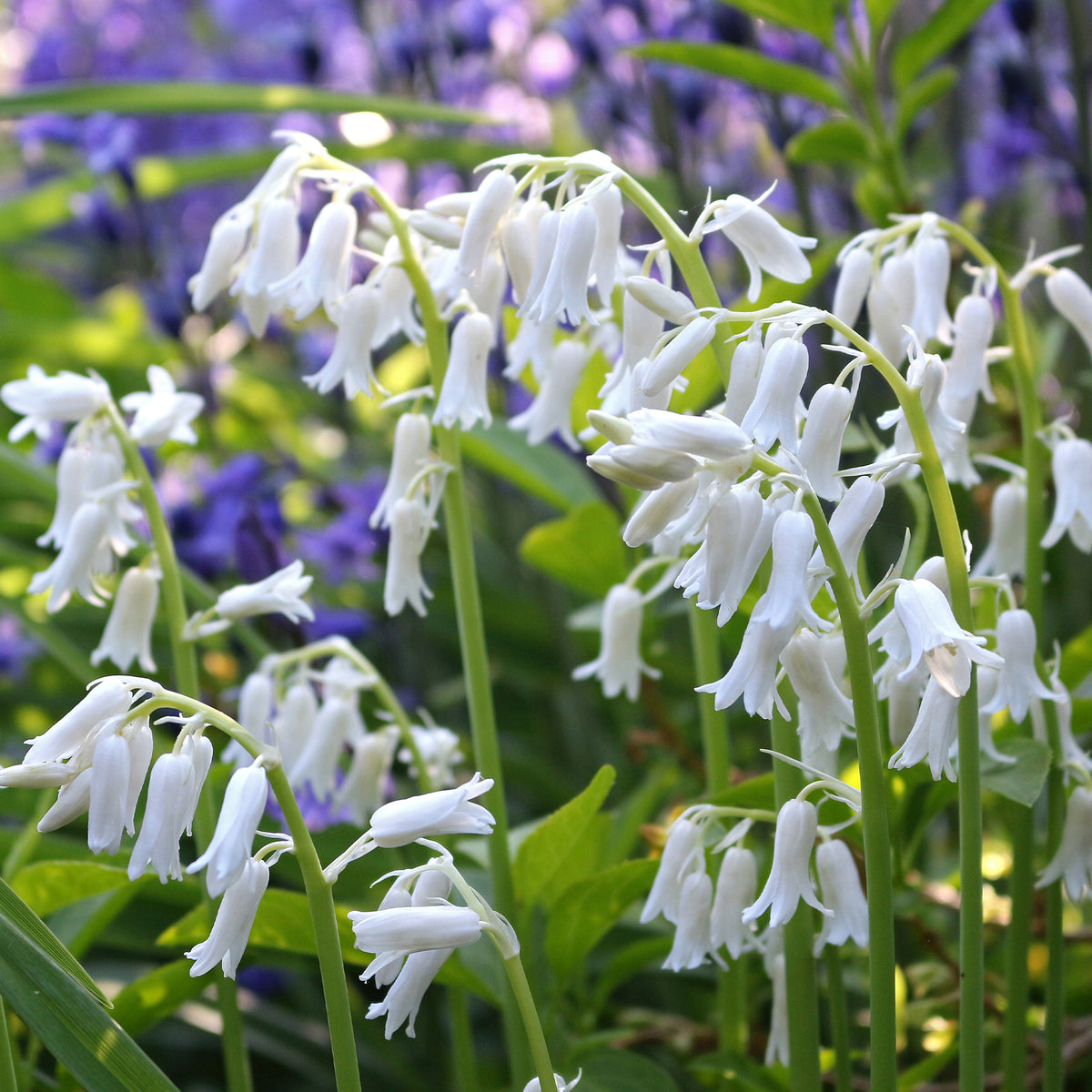 Hyacinthoides 'hispanica white' - Witte Spaanse hyacinten - Hyacint