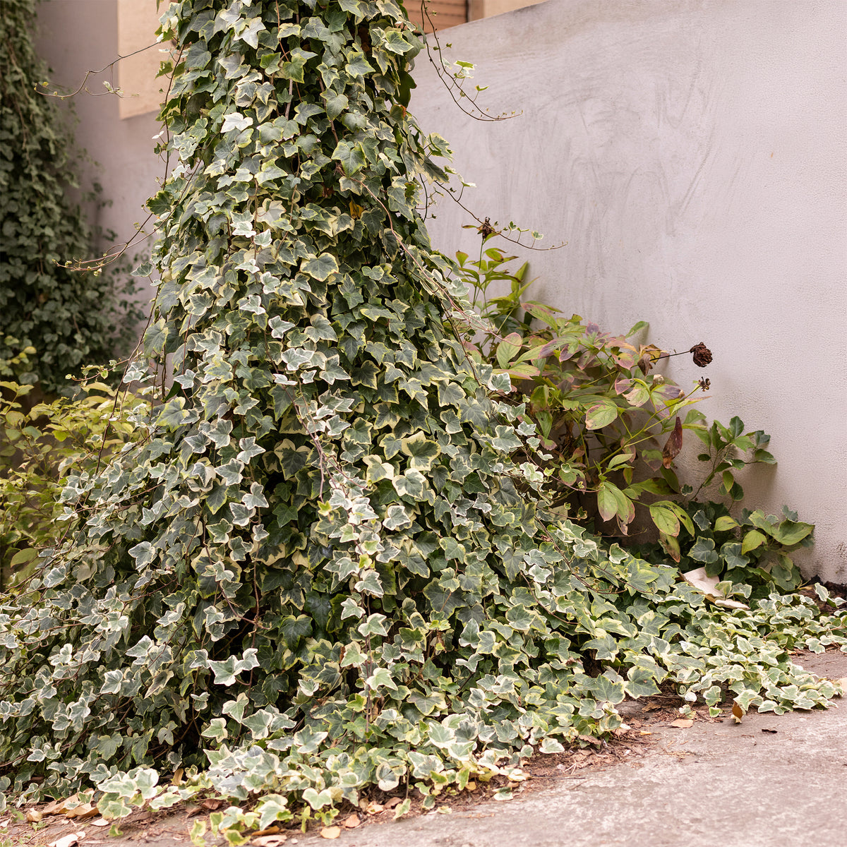 Klimop 'Goldchild' - Hedera helix Goldchild - Willemse