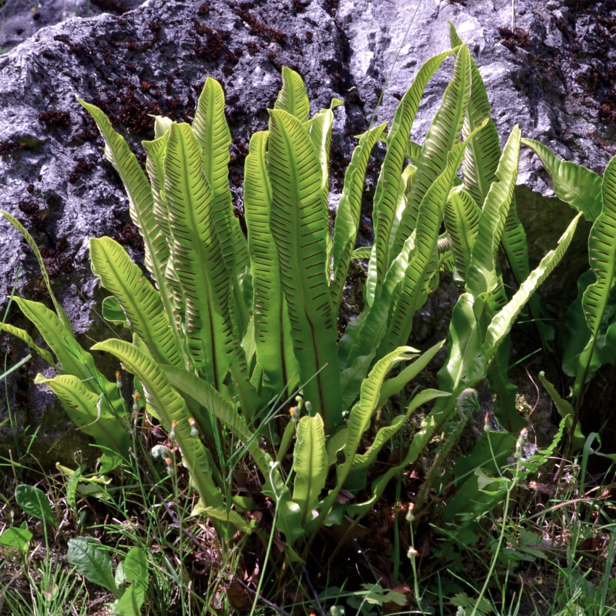 Asplenium scolopendrium - Tongvaren 9 cm pot - Vaste planten