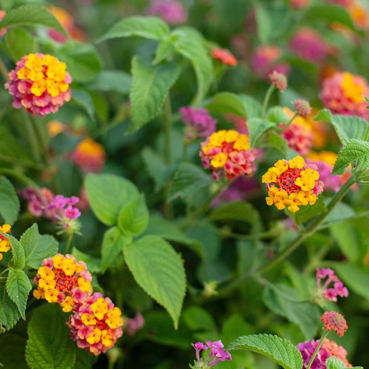 Balkon- en terrasbloemen - 3 Lantana Passievrucht - Lantana Passionfruit
