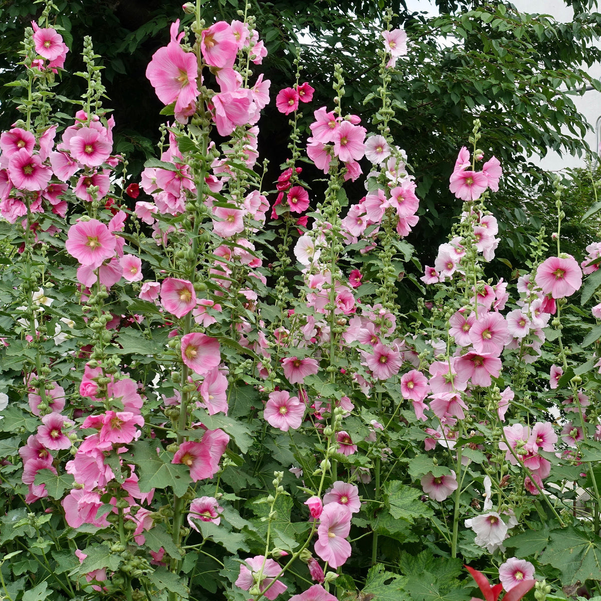 Alcea - Stokroos - Stokroos - Alcea rosea