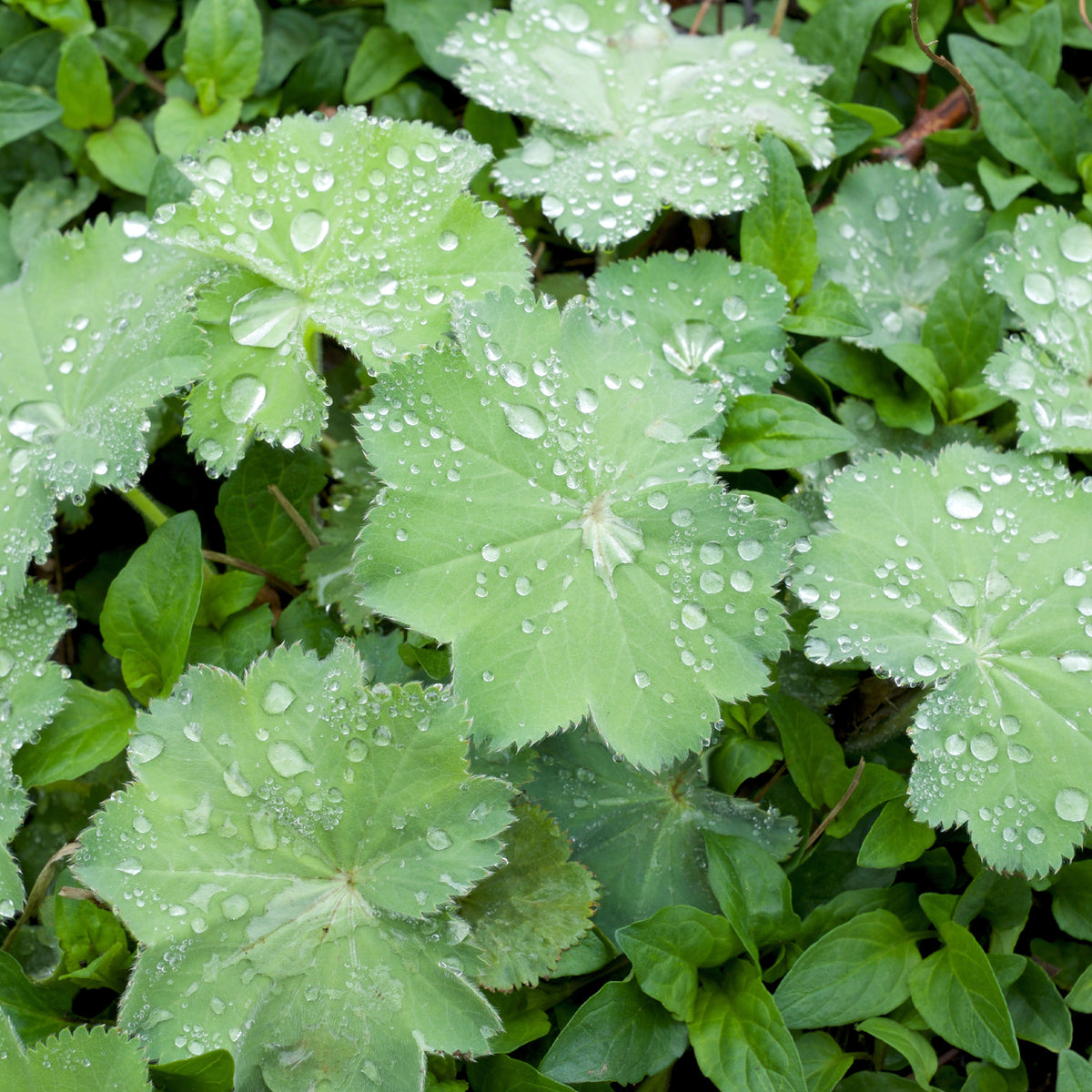 Zachte vrouwenmantel Thriller - Willemse