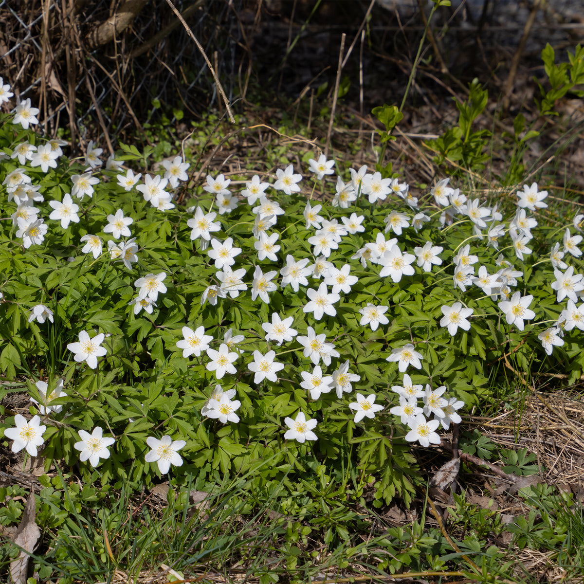 Bosanemoon - Anemone nemorosa - Willemse
