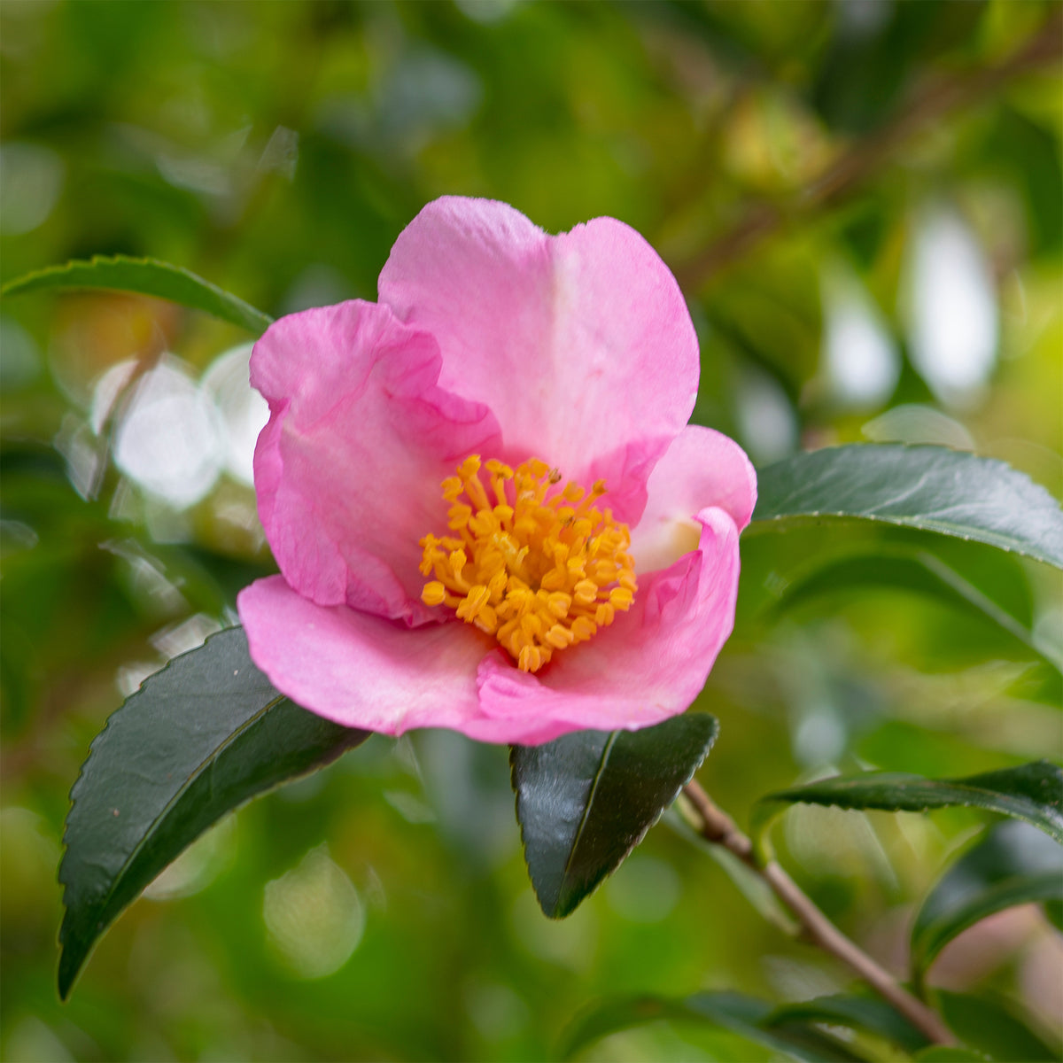 Herfstcamelia - Willemse