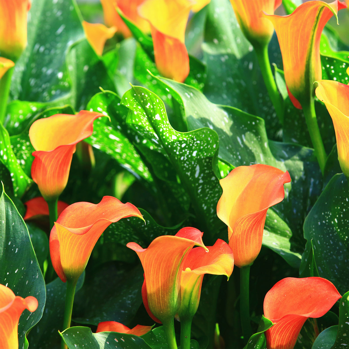 Calla 'Peach Pearl' (x2) - Canna Peach Pearl - Willemse