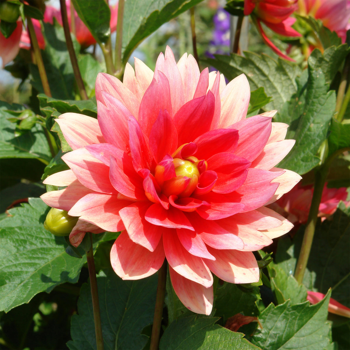 Dwerg decoratieve dahlia Berliner Kleene - Dahlia Berliner Kleene - Willemse