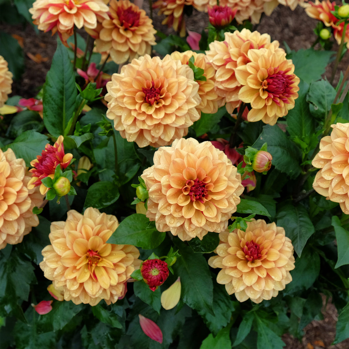 Decoratieve dahlia Crème de Cognac - Willemse