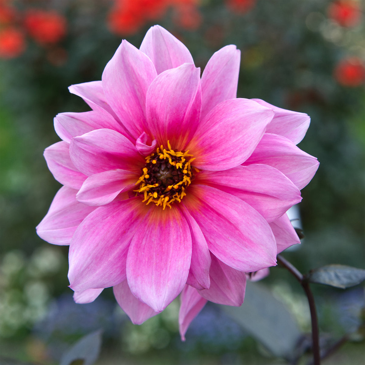 Dahlia Fascination - Decoratieve dahlia Fascination - Dahlia