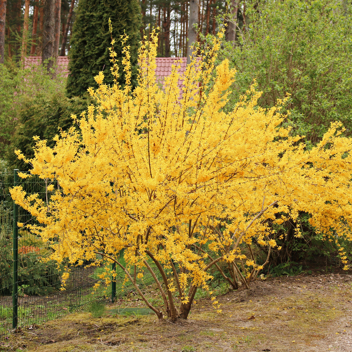 Forsythia Lynwood Gold - Willemse