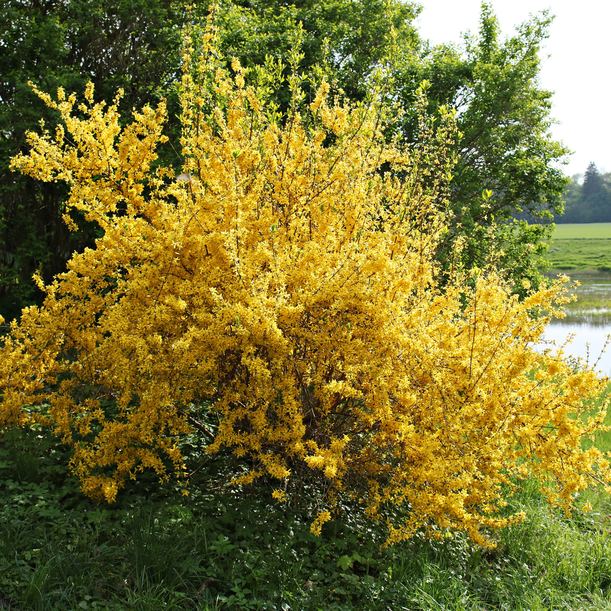 Forsythia x intermedia Lynwood Gold - Forsythia Lynwood Gold - Forsythia - Chinees klokje