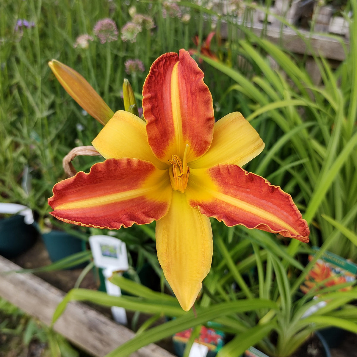 Daglelie Frans Hals - Hemerocallis Frans Hals - Willemse