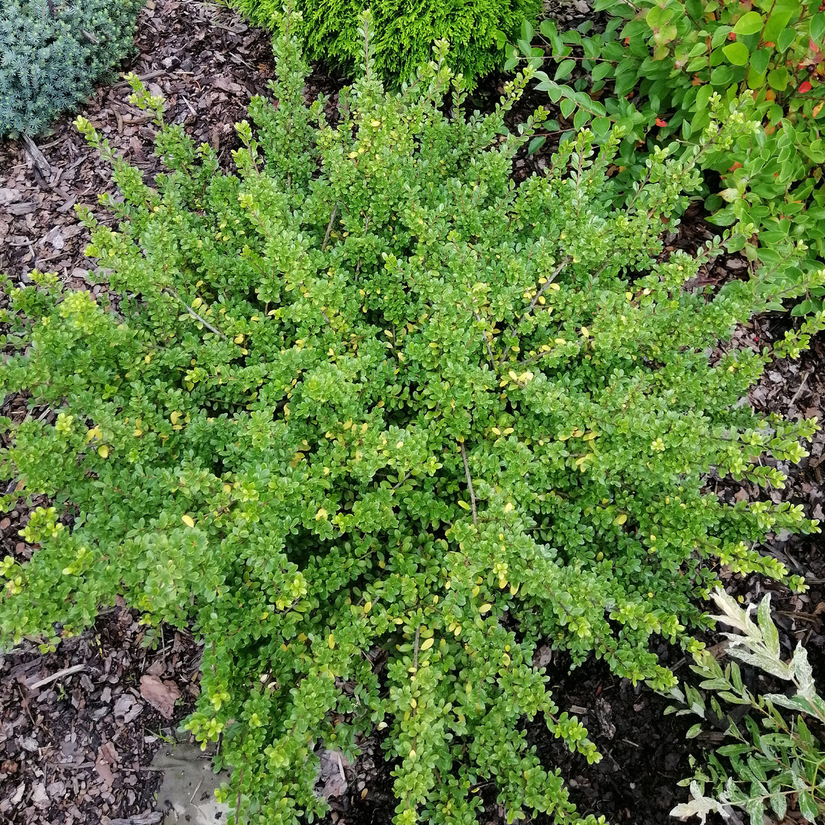 Hulst Nana Hollybox - Willemse