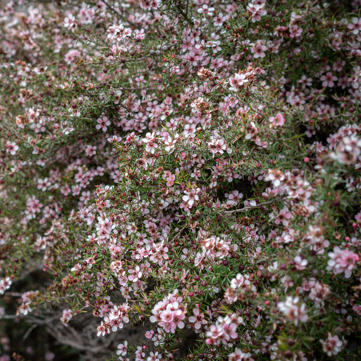 Theeboom Martini - Leptospermum scoparium Martinii - Willemse