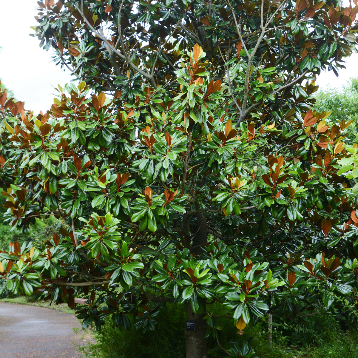Magnolia - Magnolia grandiflora Alta - Magnolia grandiflora Alta