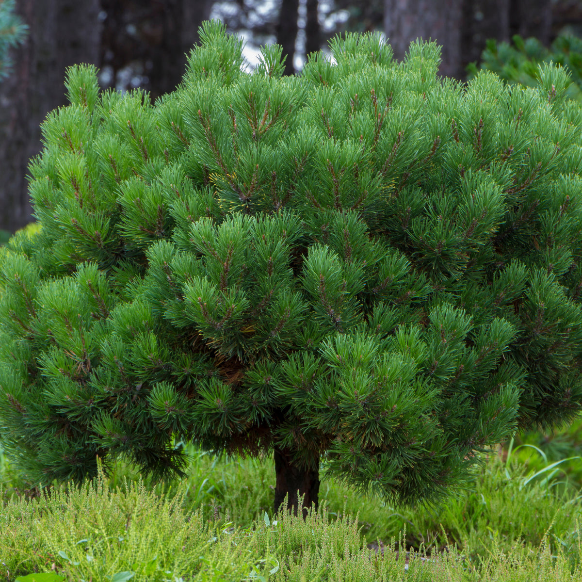 Den - Bergden - Pinus mugo