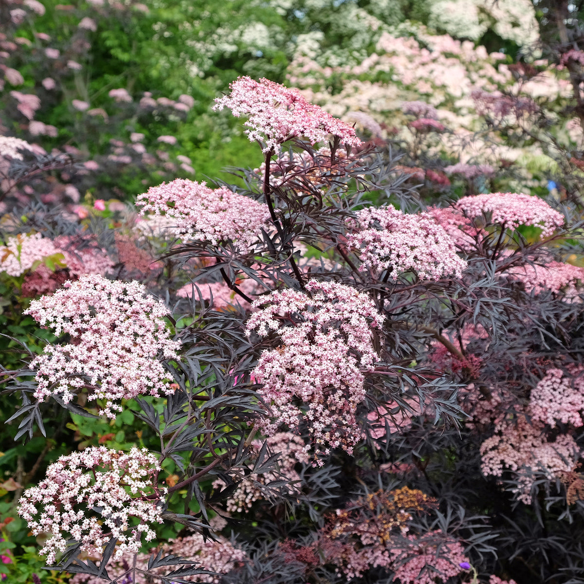 Zwarte vlier Black Lace® - Sambucus nigra Black Lace® - Willemse