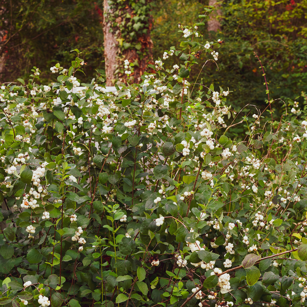 Sneeuwbes White Hedge - Symphoricarpos doorenbosii White Hedge - Willemse