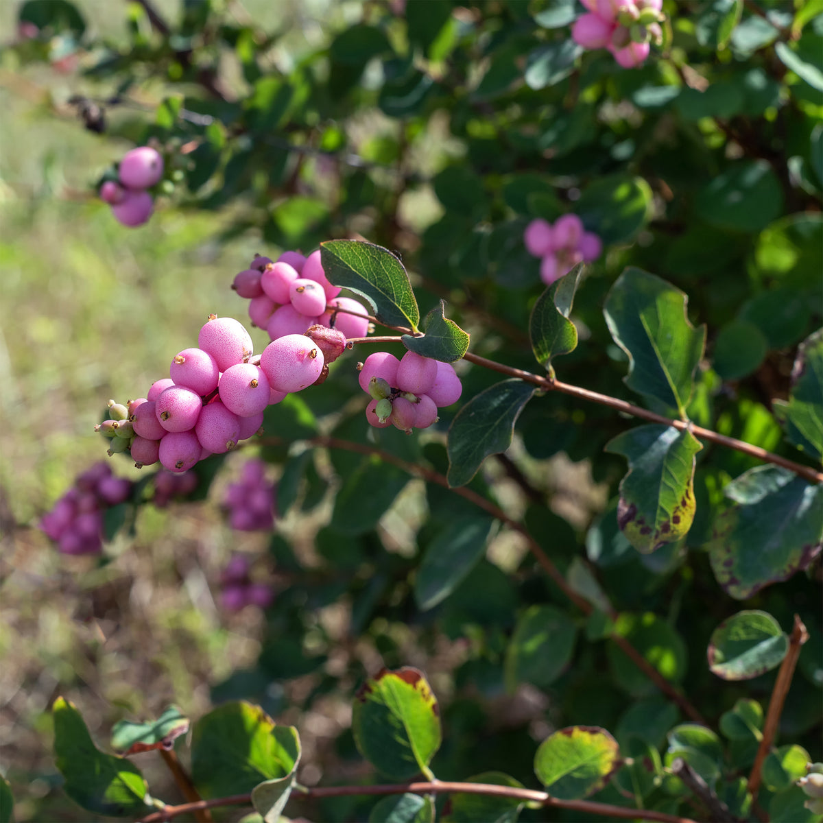Sneeuwbes Sofie - Symphoricarpos Sofie - Willemse