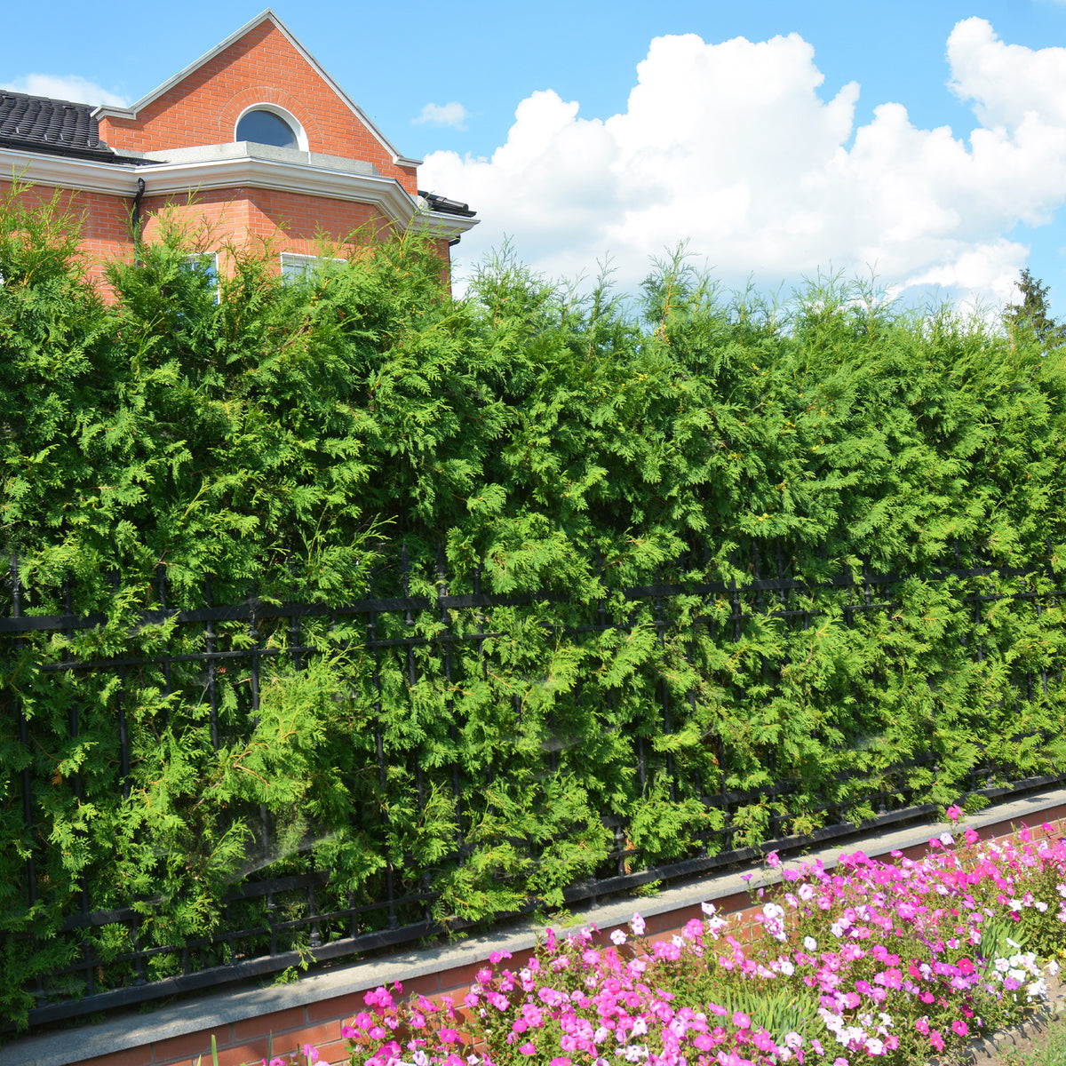 Westerse levensboom Brabant - Thuja occidentalis Brabant - Willemse