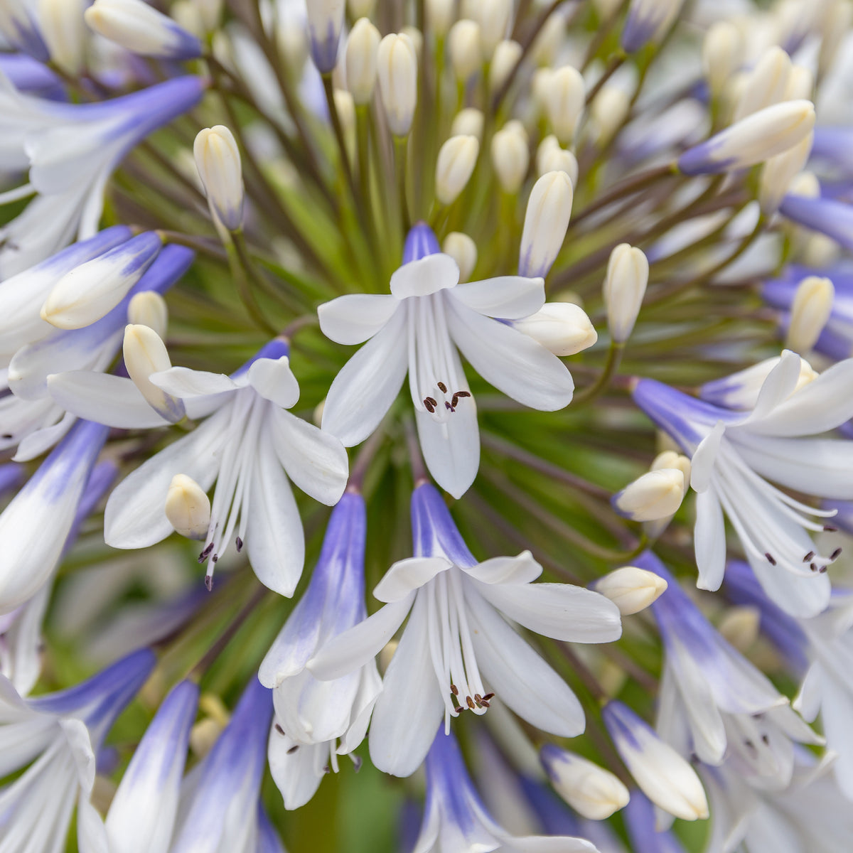 Agapanthus - Afrikaanse lelie 'Queen mum' - Agapanthus Queen Mum