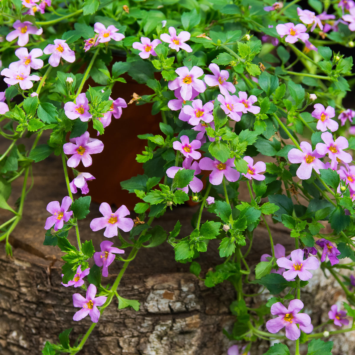 Roze bacopa - Willemse
