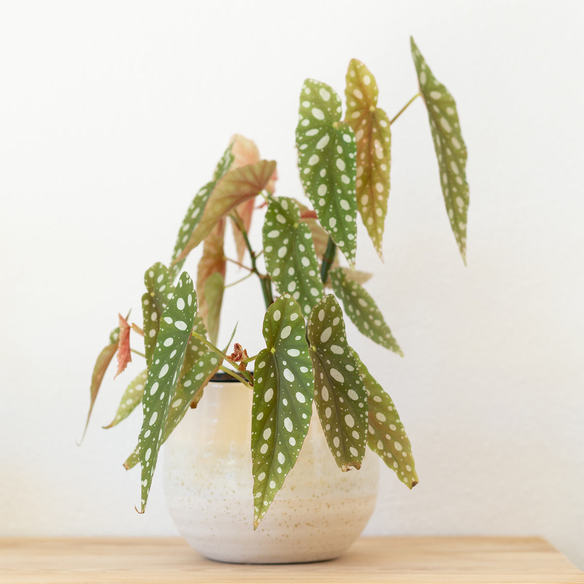 Stippenplant /Begonia maculata - Willemse