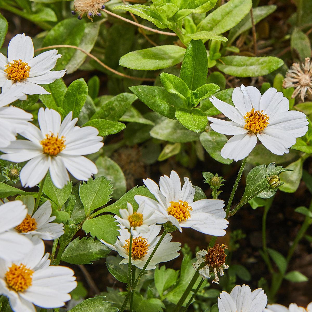 Bidens White Delight - Willemse