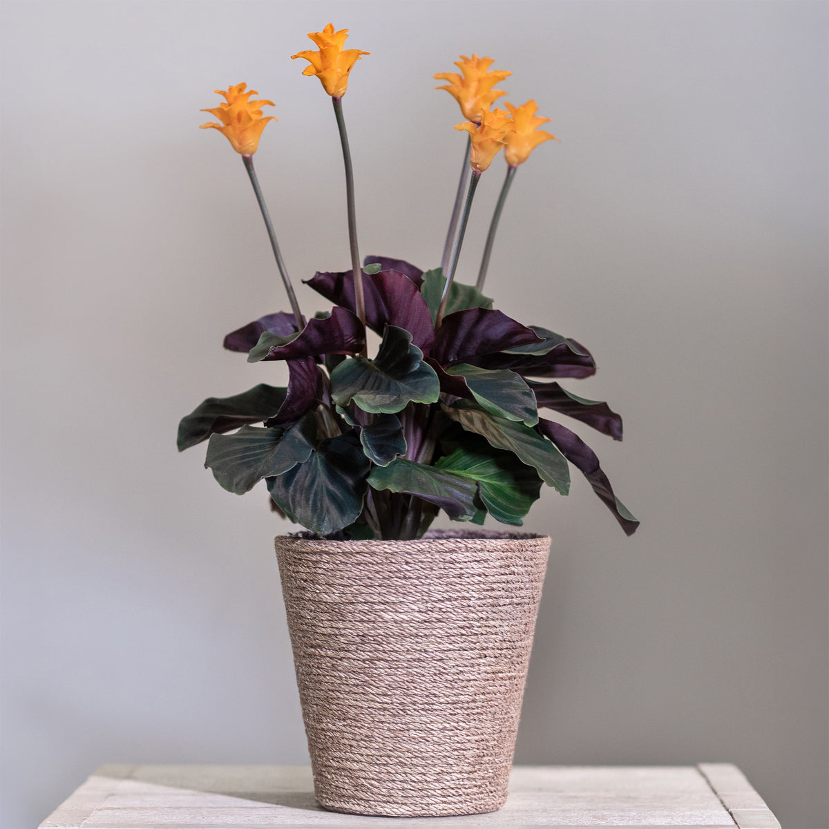 Calathea Crocata / Eeuwige vlam - Willemse
