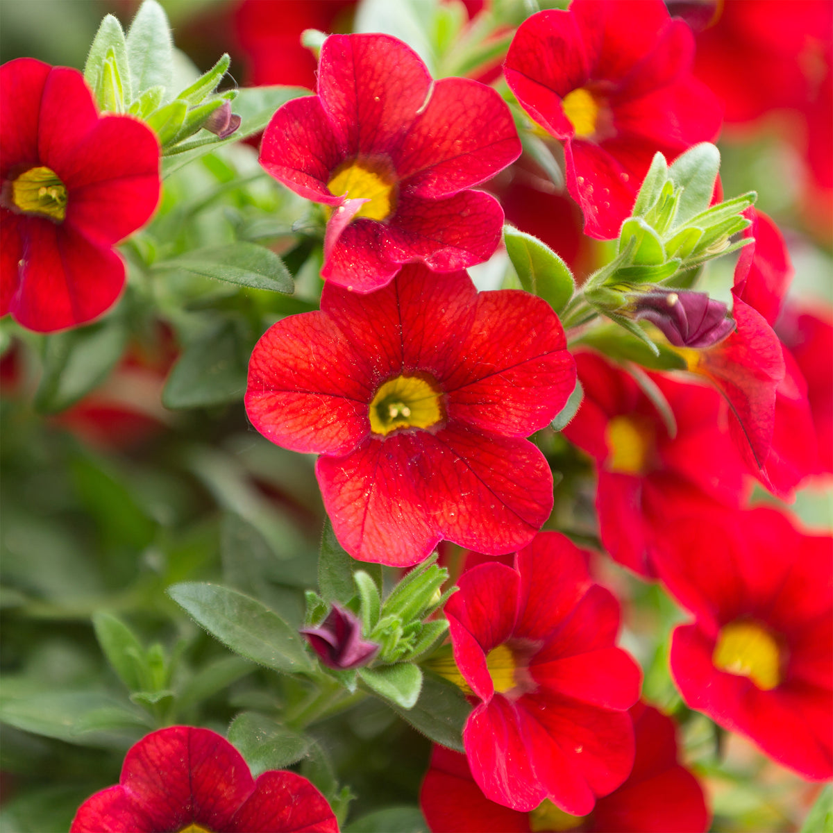 Rode mini-petunia (x3) - Calibrachoa hybride red - Willemse