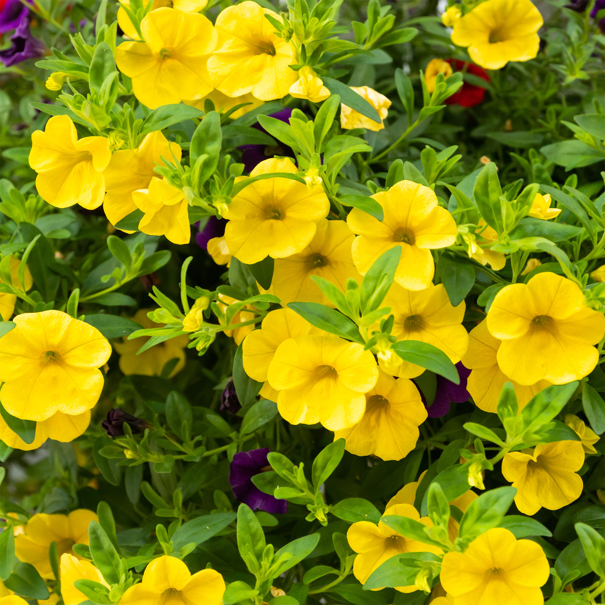 Gele mini-petunia (x3) - Calibrachoa hybride yellow - Willemse