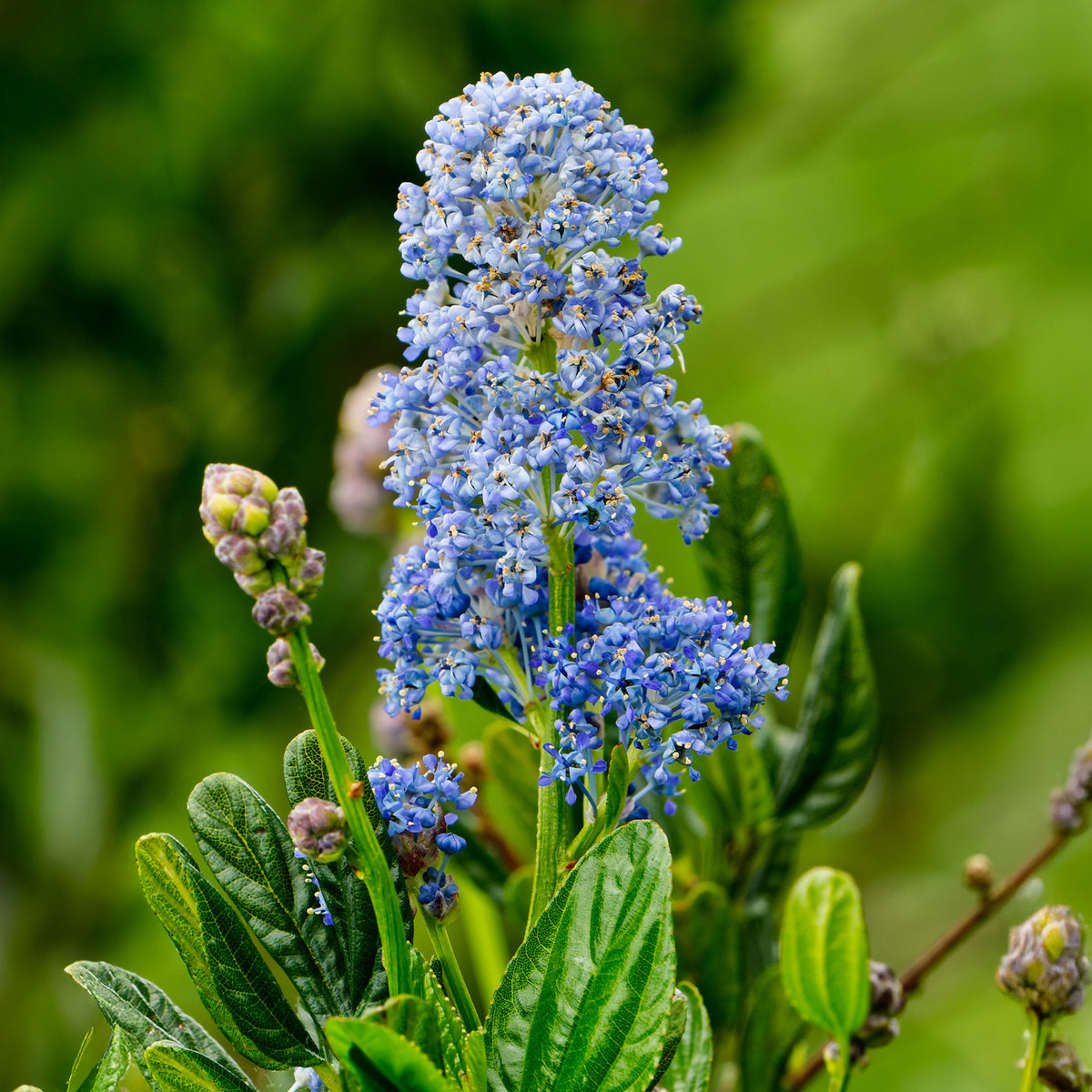 Ceanothus Skylark / Amerikaanse sering - Ceanothus thyrsiflorus Skylark - Willemse