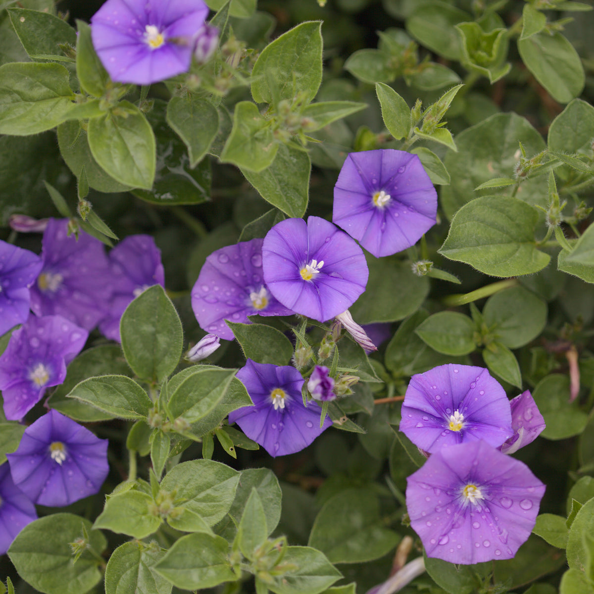 Convolvulus New Blue Moon®/ Winde - Convolvulus sabatius New Blue ® - Willemse