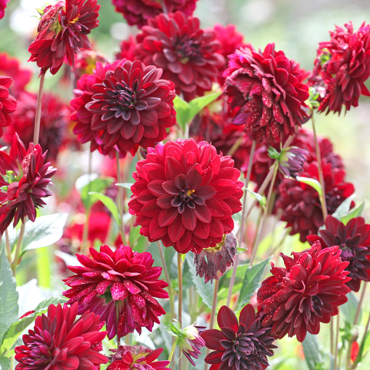 Decoratieve dahlia Arabische nacht - Dahlia Arabian Night - Willemse