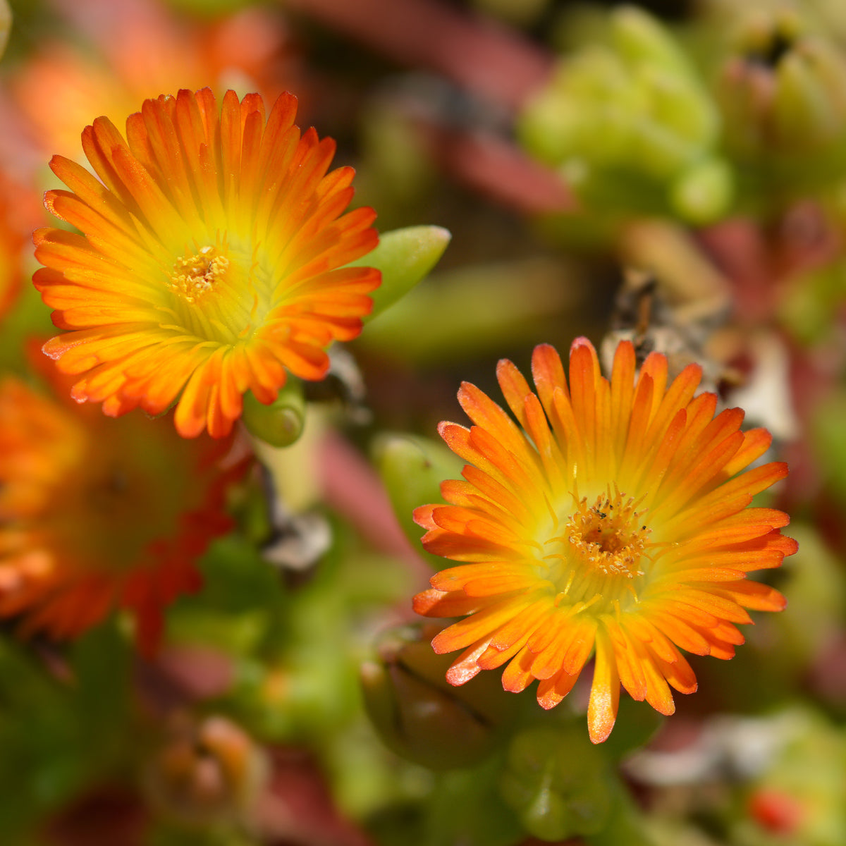 Ijsbloem 'Orange Wonder'® - Delosperma Wheels of Wonder® Orange - Willemse