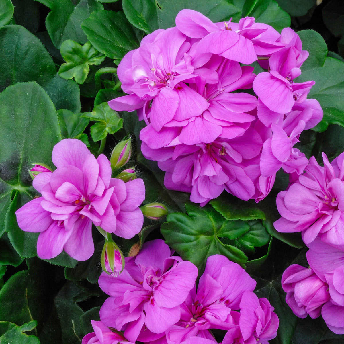 Hangende geranium dubbel paars - Pelargonium peltatum lilac - Willemse