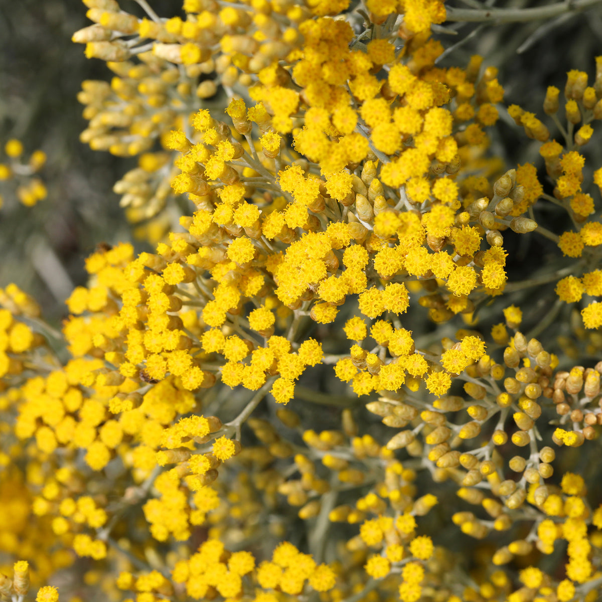 Helichrysum italicum Aladin - Kerrieplant 'Aladin' - Vaste planten