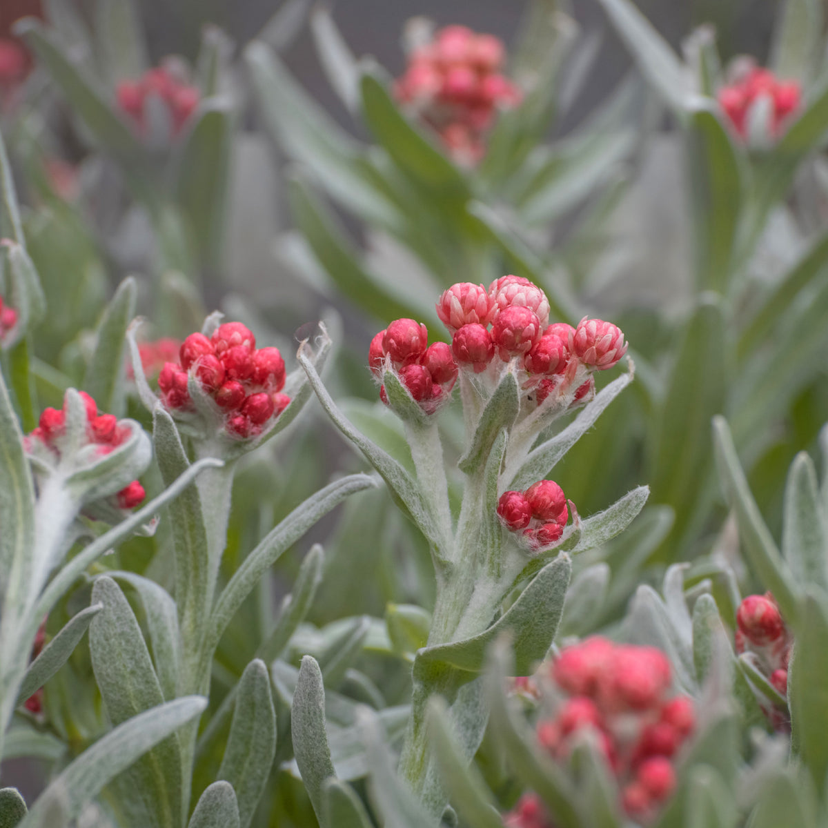Kerrieplant 'Ruby Cluster' - Helichrysum amorginum Ruby Cluster ® - Willemse