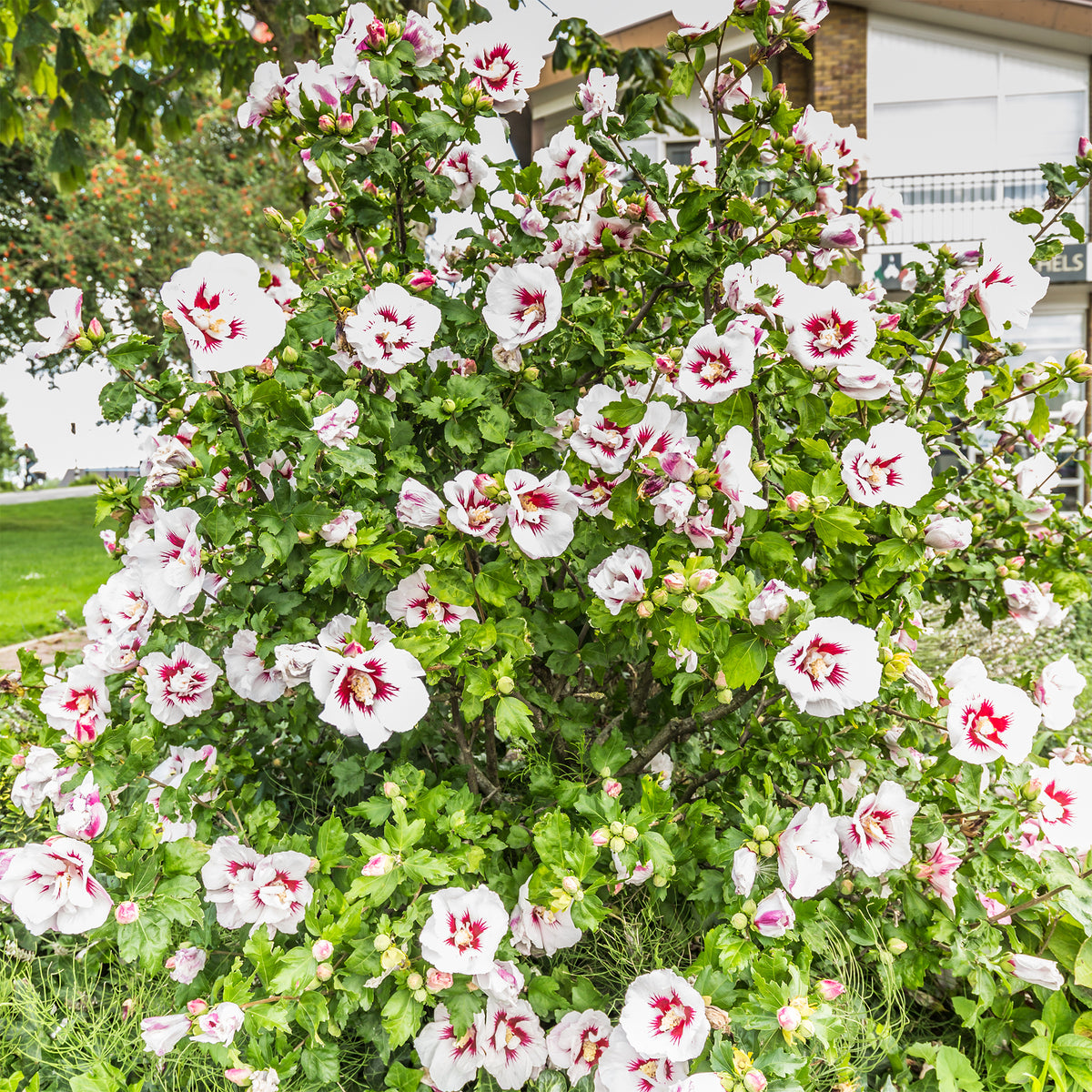 Hibiscus syriacus Hamabo - Willemse