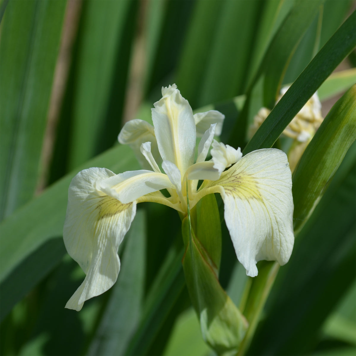 Iris pseudacorus 'Alba' / Witte lis - Iris pseudacorus Alba - Willemse