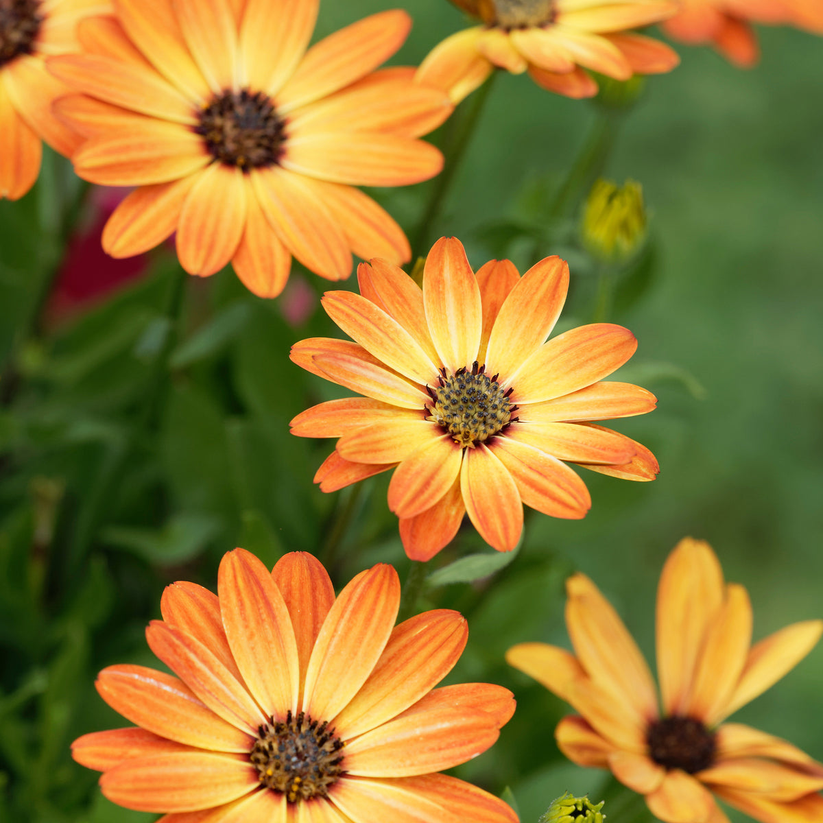 Koranje kaapse margriet - Willemse