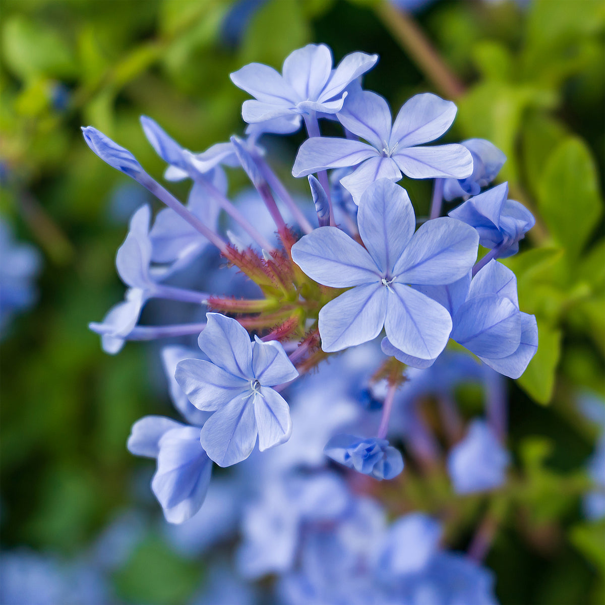 Dentelaire du Cap Donkerblauw/Plumbago Donkerblauw - Plumbago auriculata Dark Blue - Willemse