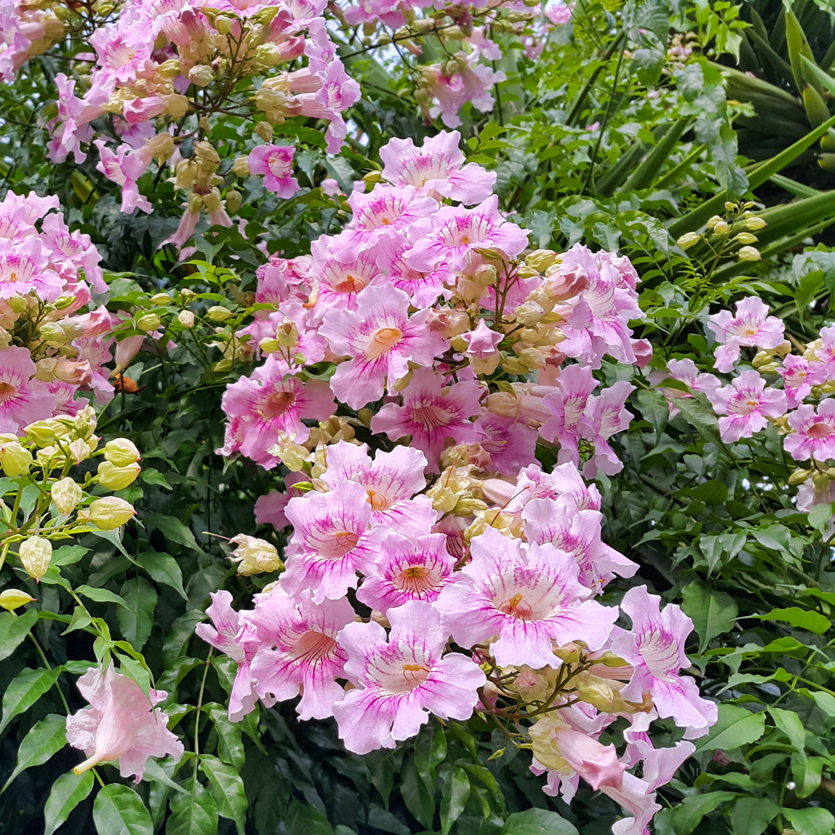 Roze bignon Comtesse Sarah - Willemse