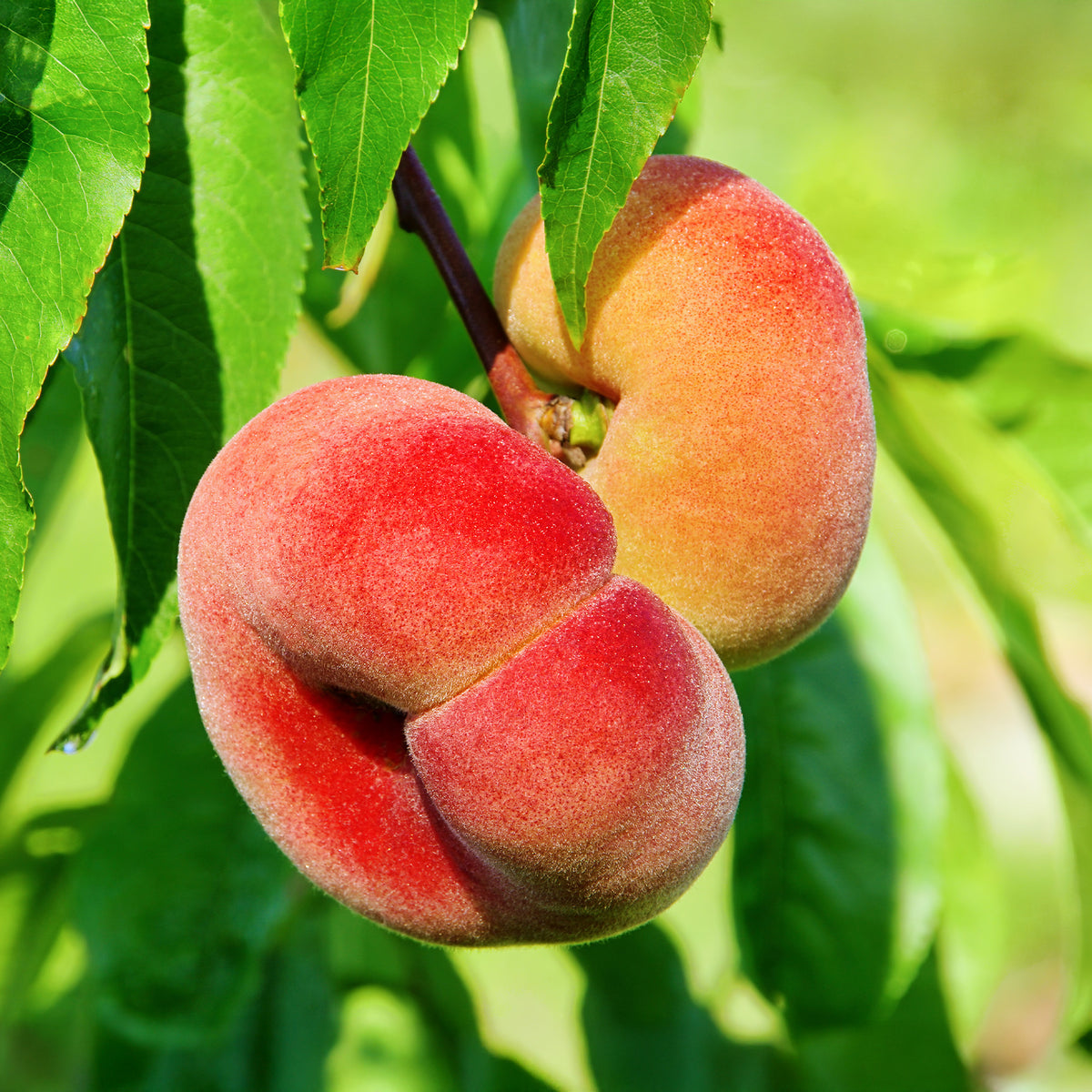 Platte perzik Saturn - Prunus persica Saturne - Willemse